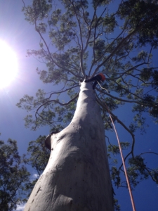 Professional, Qualified arborist undertaking pruning / tree lopping on the Sunshine Coast