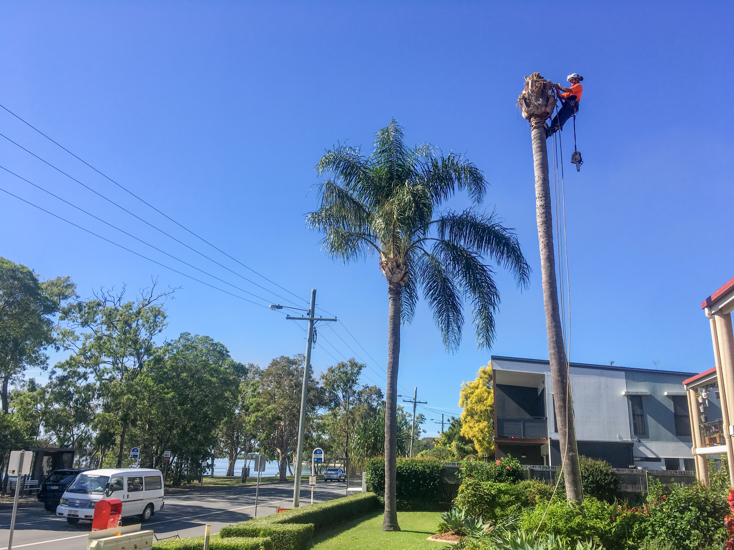 Arborist performing tree lopping on palm in Maroochydore on the Sunshine Coast