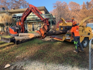 Arborist mulching trees on the Sunshine Coast