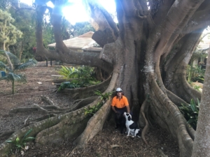 Sunshine Coast Arborist with a large fig tree in Buderim