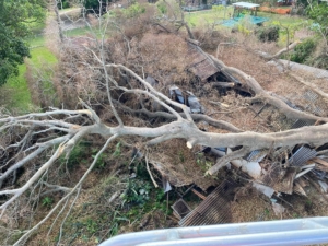 Removal of large tree from shed in back yard of insureds property. Insurance 24/7 emergency tree service