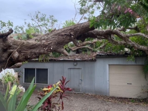 Insurance Removal of large tree from shed in back yard of insureds property. Insurance 24/7 emergency tree service