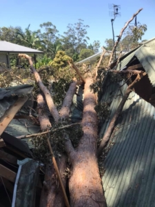 Removal of large gum tree from roof of house in Eumundi Sunshine Coast