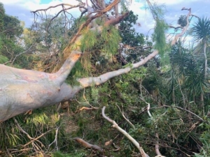 Removal of tree from house in south east Queensland