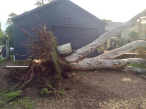 Removal of gum tree which uprooted impacting insureds property