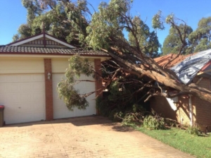 Tree removal from house in a Newcastle NSW