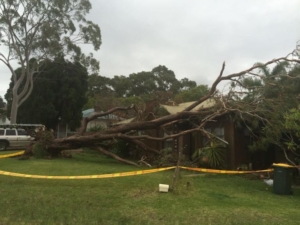 Tree severely impacts house roof in Newcastle NSW