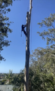 Professional arborist undertaking tree services in Kiels Mountain