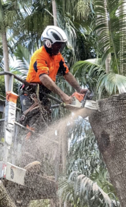 Tree removal in Yandina, Sunshine Coast