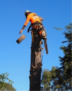 Professional arborist and Sunshine Coast tree lopper performing tree removal on Sunshine Coast using professional arborist climbing methods.