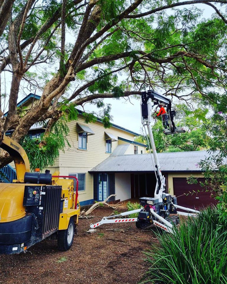 Professional Tree Lopper Sunshine Coast performing tree pruning or commonly referred to as tree lopping in Buderim Sunshine Coast