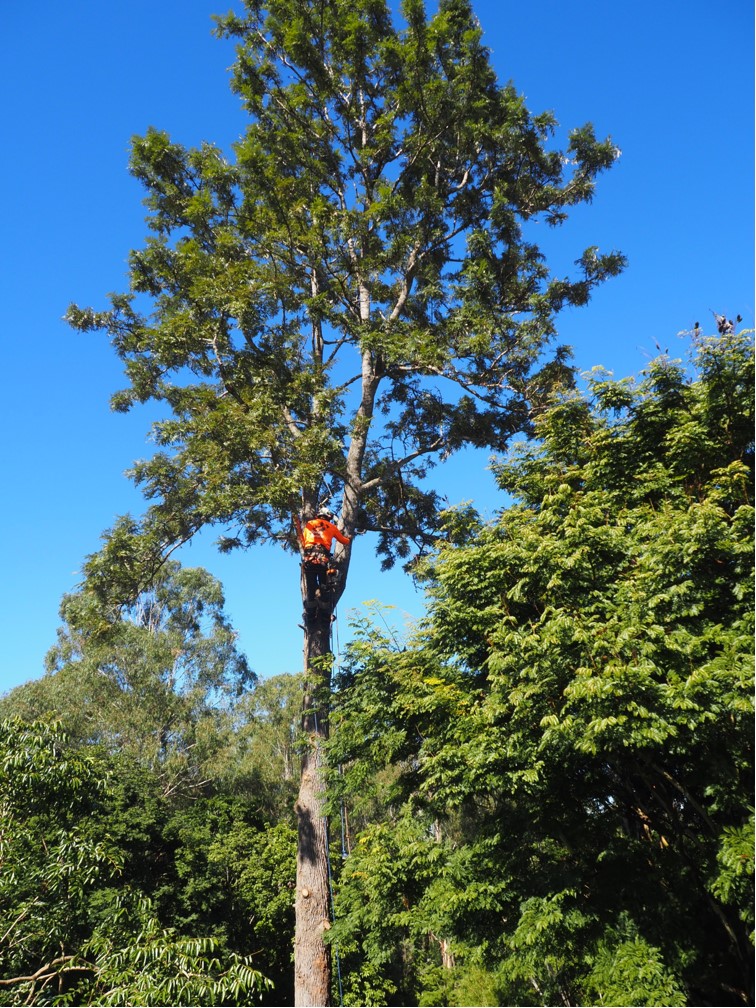 Arborist climbing tree to perform tree removal in Nambour