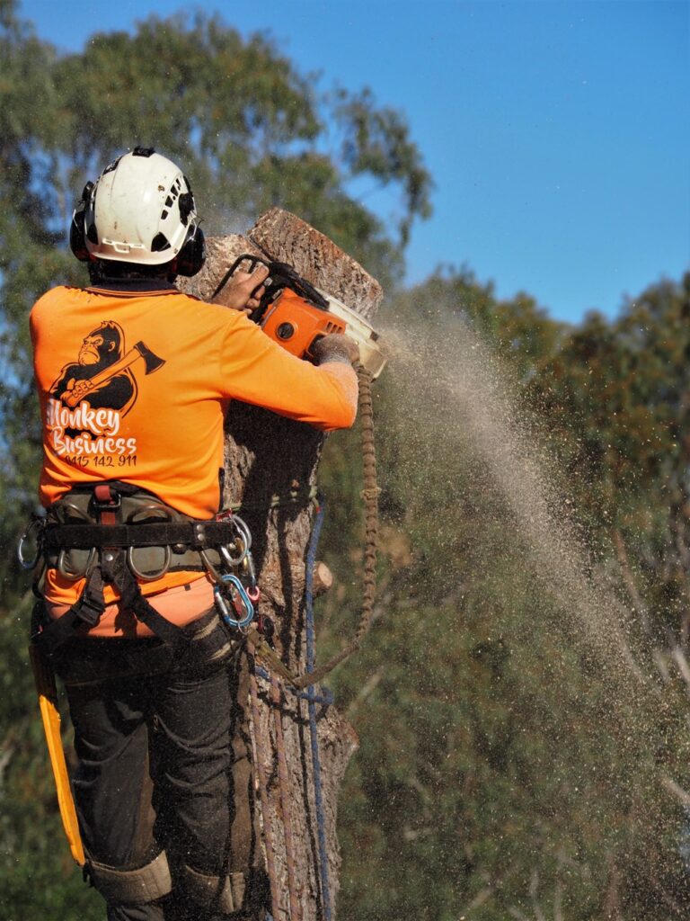 Arborist performing tree removal in Nambour on the Sunshine Coast.