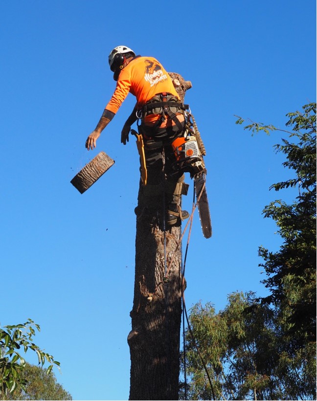 Professional Arborist or tree lopper servicing Sunshine Coast area and surrounds. Carefully removing tree in small sections to avoid damaging infrastructure below.