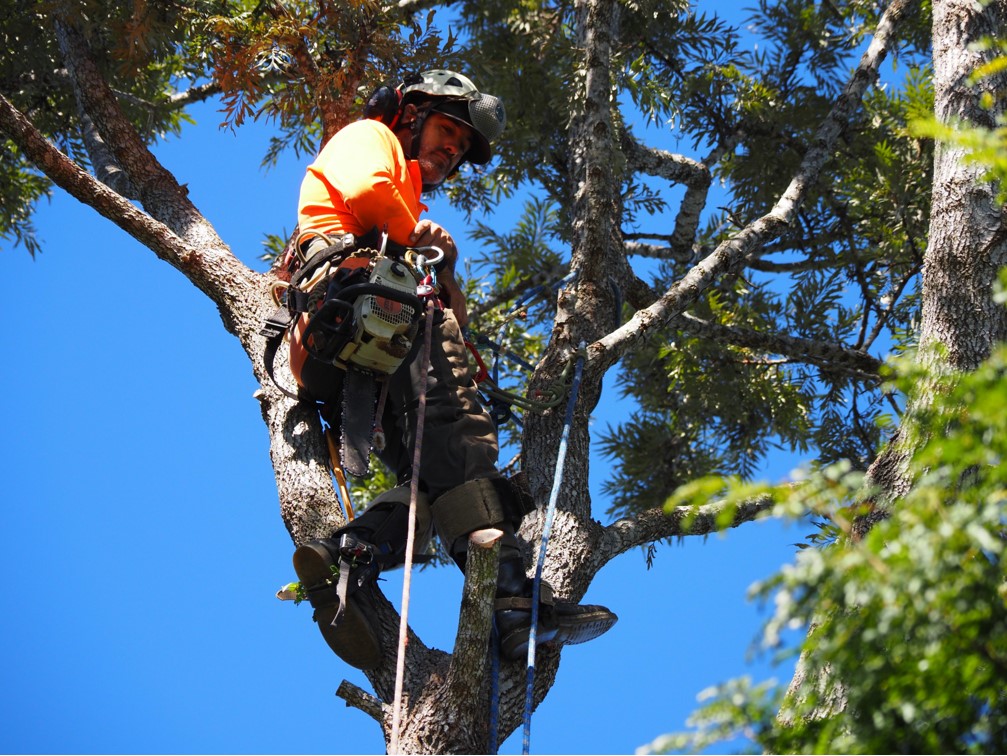 Arborist removing tree by professional climbing methods after Sunshine Coast Council tree removal permit was granted