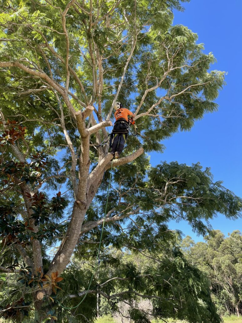 Arborist climbing tree to perform pruning tree of overhanging limbs