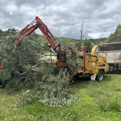 Monkey Business Tree Service mulching hardwood trees after performing tree removal in Diddillibah Sunshine Coast