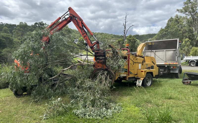 Monkey Business Tree Service mulching hardwood trees after performing tree removal in Diddillibah Sunshine Coast