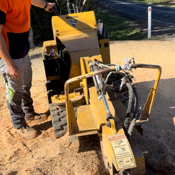 Tree lopper performing stump grinding service on the Sunshine Coast. Best stump removal service.